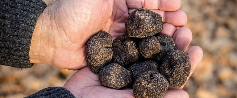 Unearth the Magic of Truffle Hunting in Provence